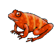 frog1