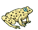 frog2