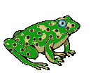 frog3
